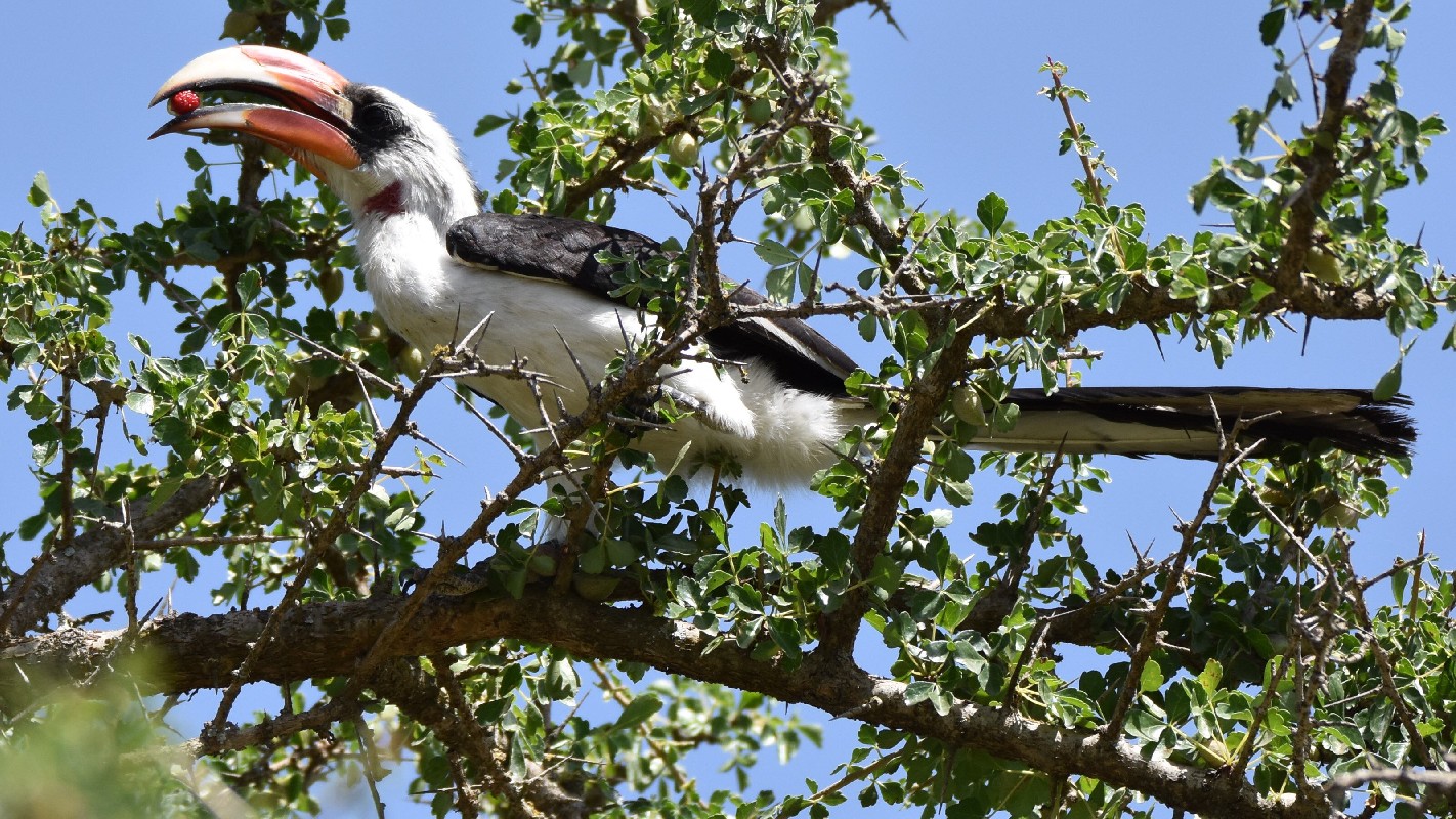 Von der Decken's Hornbill eating fruits