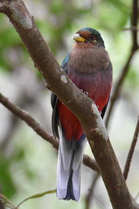 Narina's Trogon