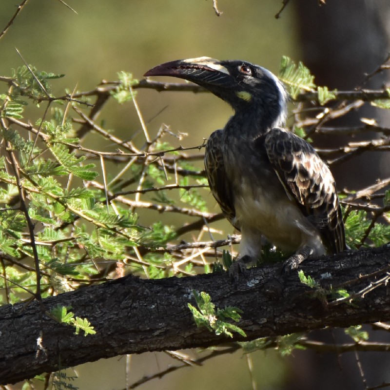 African Grey Hornbill
