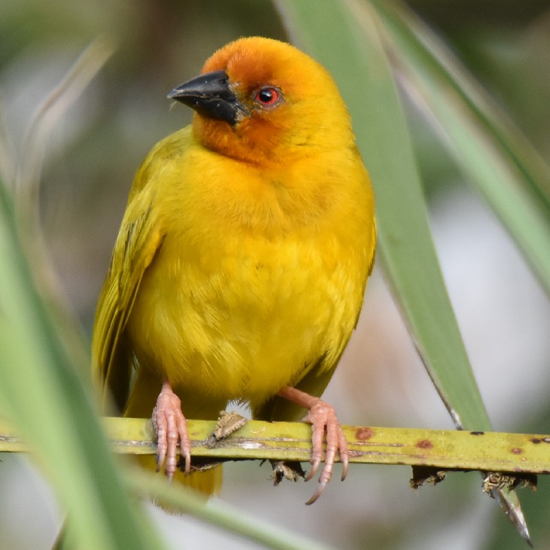 Yellow Weaver Male near nesting colony in hotel garden