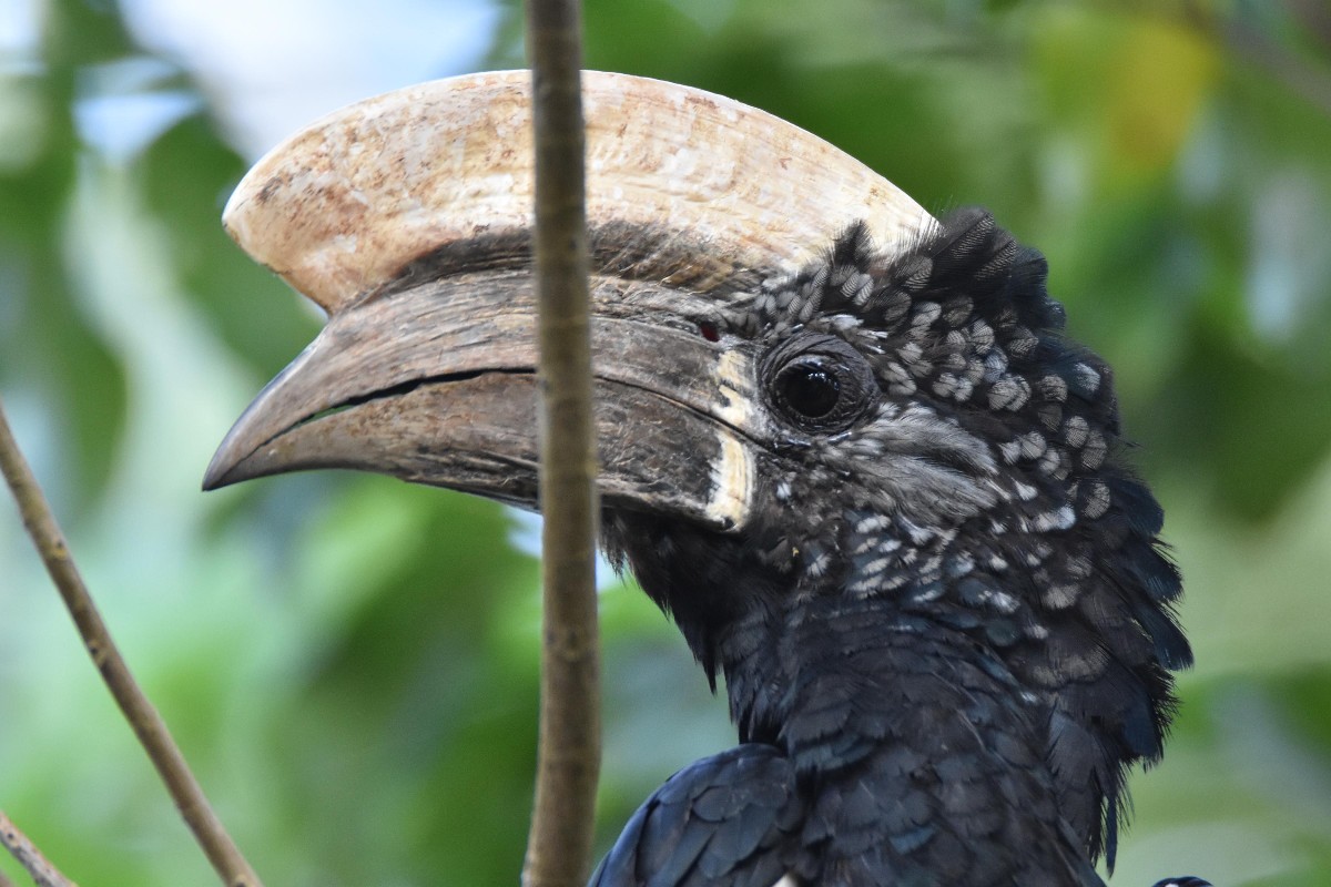Male Silvery-cheeked Hornbill in a noisy group of 10 Hornbills eating Baobab fruits (detail) 