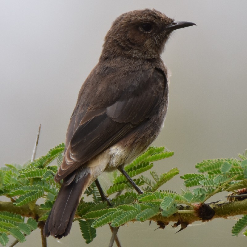 Abyssinian Wheatear