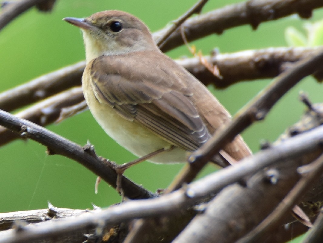 Common Nightingale (singing)