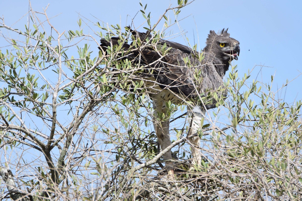 Martial Eagle eating a prey