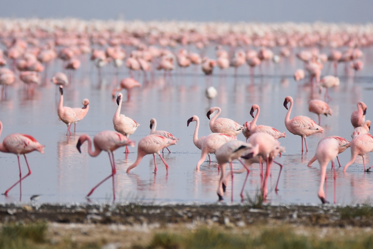 Lesser Flamingoes (in front) and Greater Flamingoes (at the back)