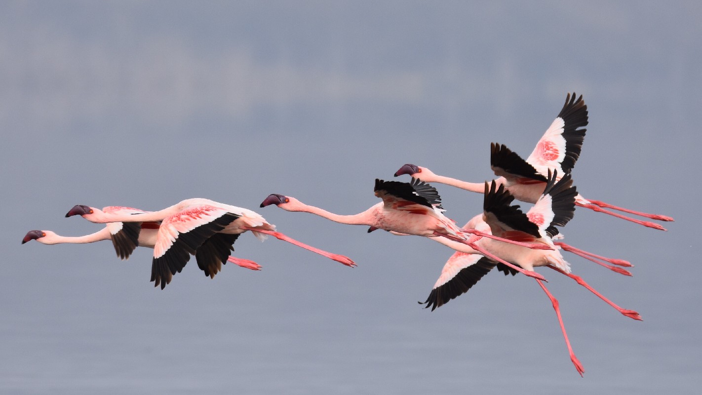 Lesser Flamingoes 