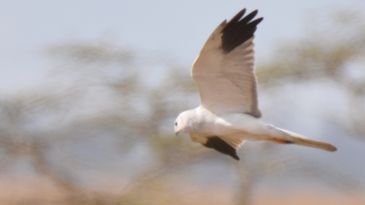 Pallid Harrier