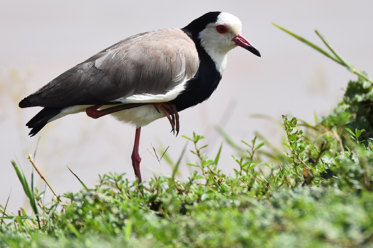 Lon-toed Lapwing