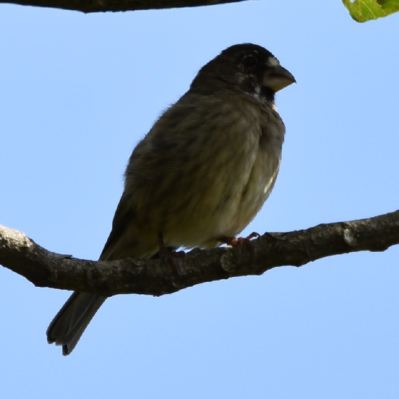 Thick-billed Seedeater (albifrons)