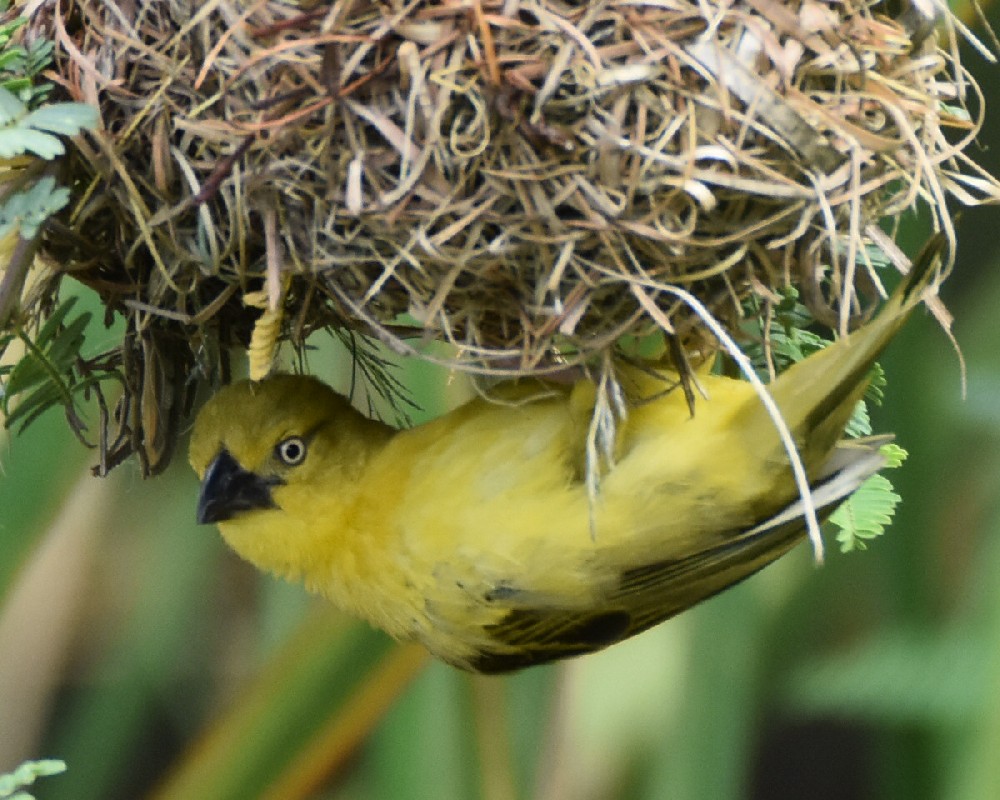 Female Holub's Golden Weaver inspecting a nest