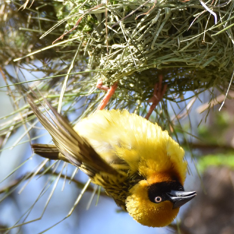 Male Speke's Weaver displaying on nest