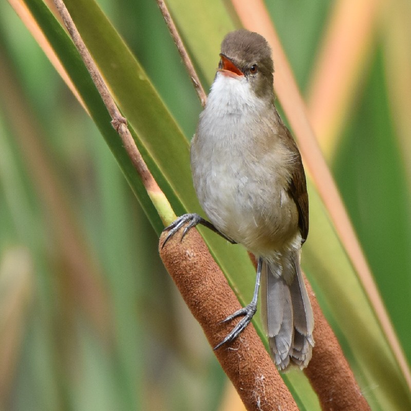 Male Lesser Swamp Warbler singing