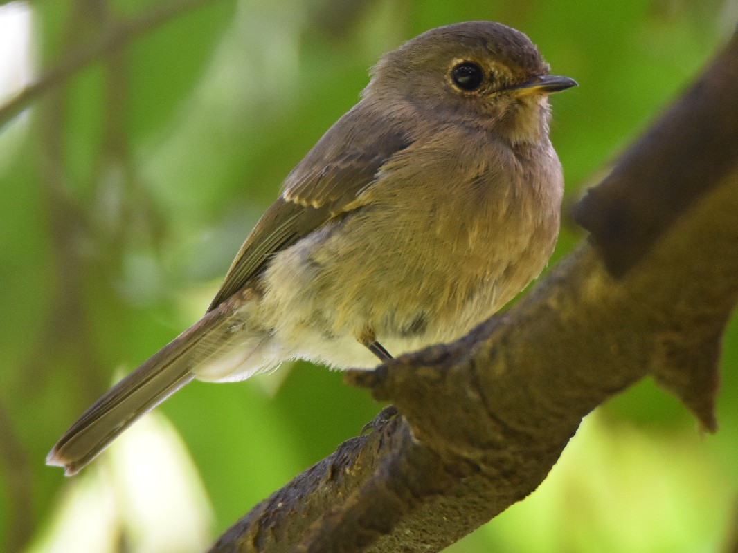 Juvenile African Dusky Flycatcher 