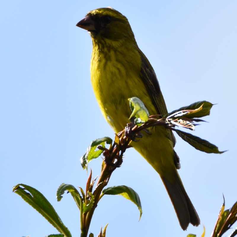 Male African Citril