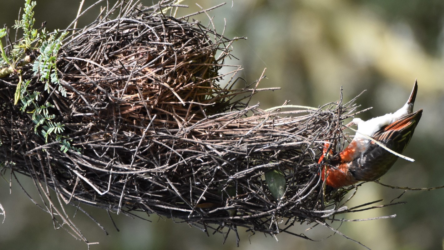 Red-headed Weaver constructing nest