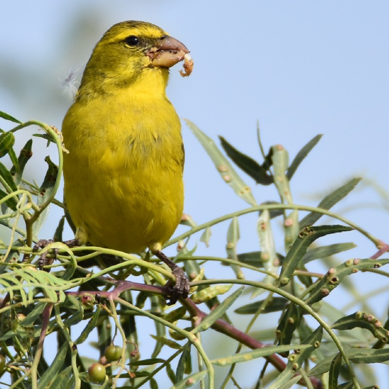 Male Brimstone Canary