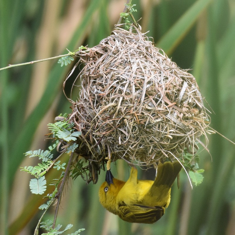 Female Holub's Golden Weaver inspecting a nest