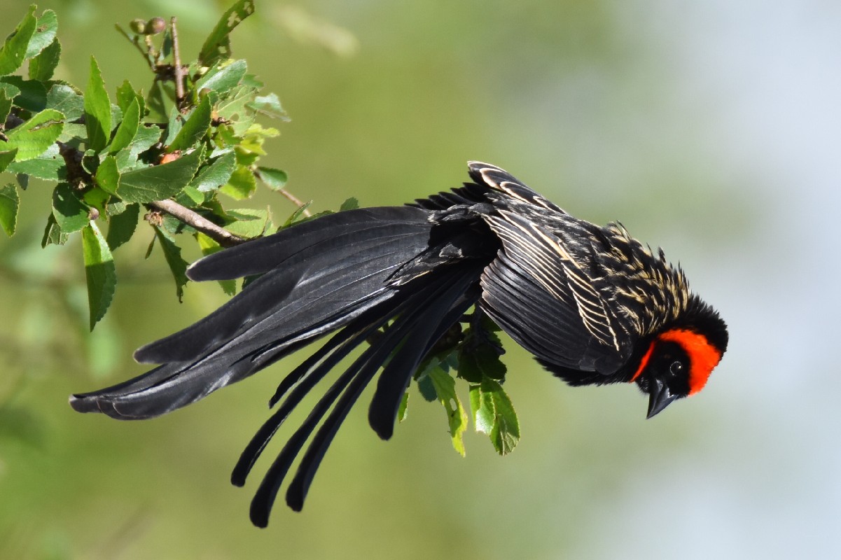 Male Red-cowled Widowbird (suahelica) displaying
