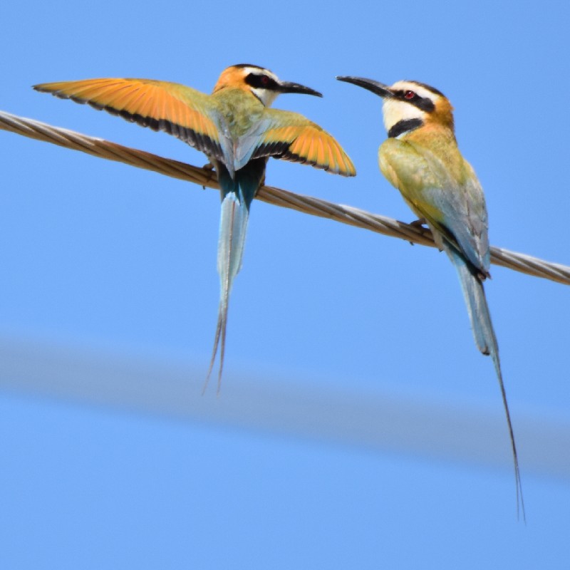 White-throated Bee-eaters
