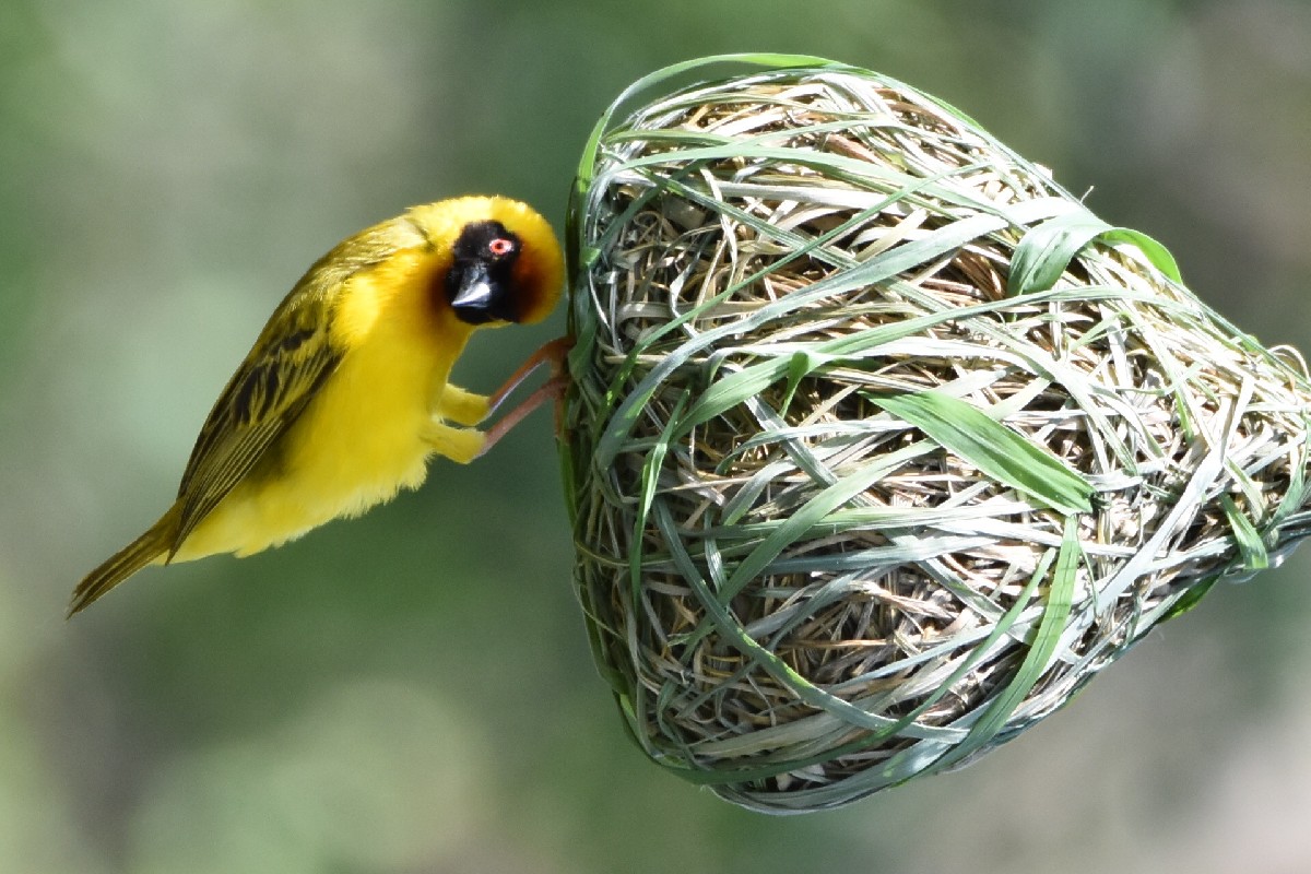 Male Vitelline Masked Weaver on nest
