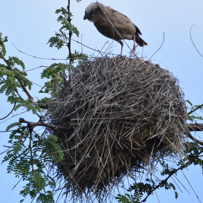 Grey-headed Social Weaver on nest