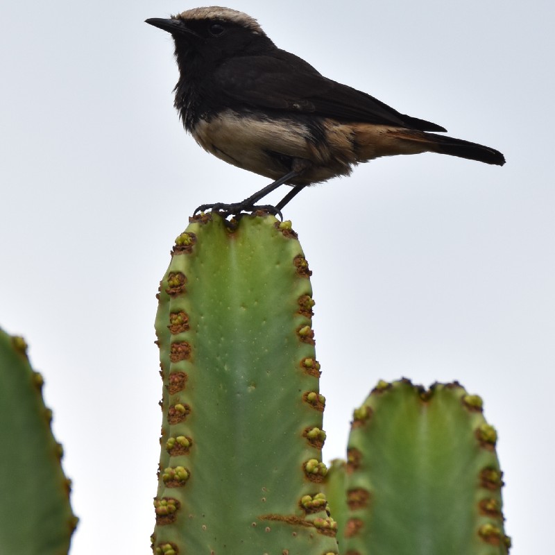 Abyssinian (Schalow's) Wheatear (Male)