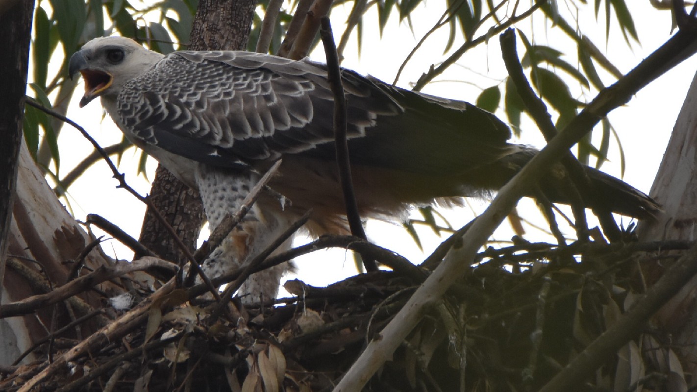 Juvenile Crowned Eagle on nest