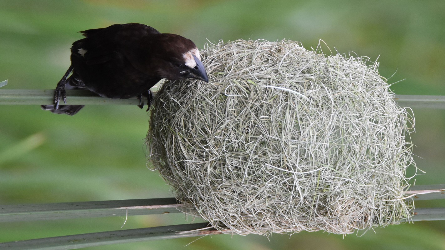 Male Grosbeak Weaver on nest