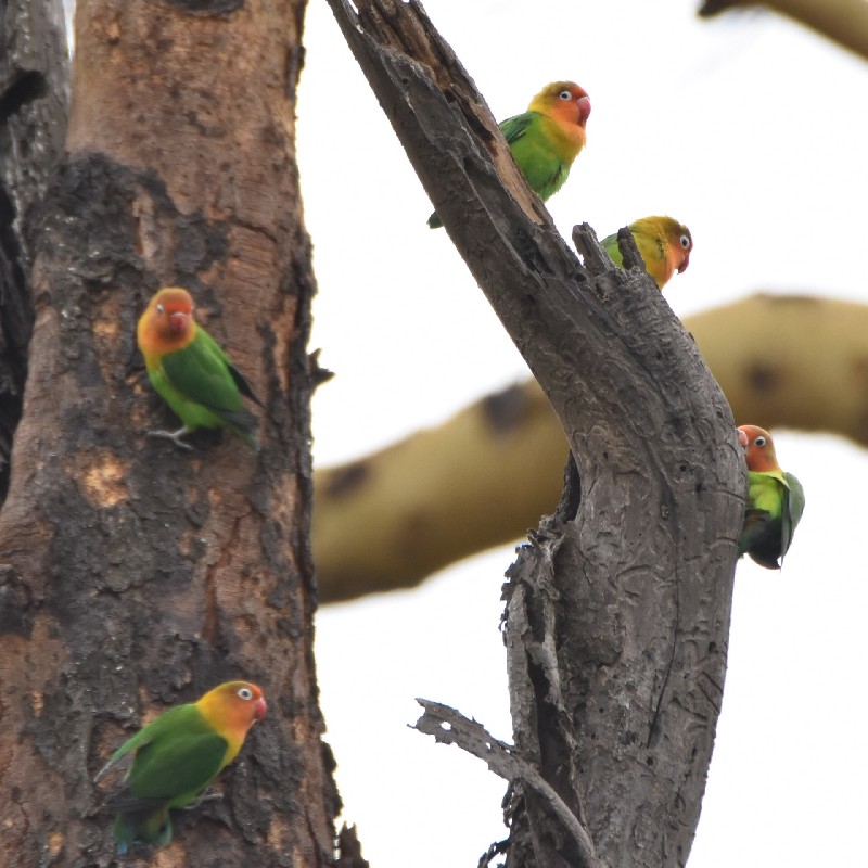 Group of Fisher's Loverbirds exploring 