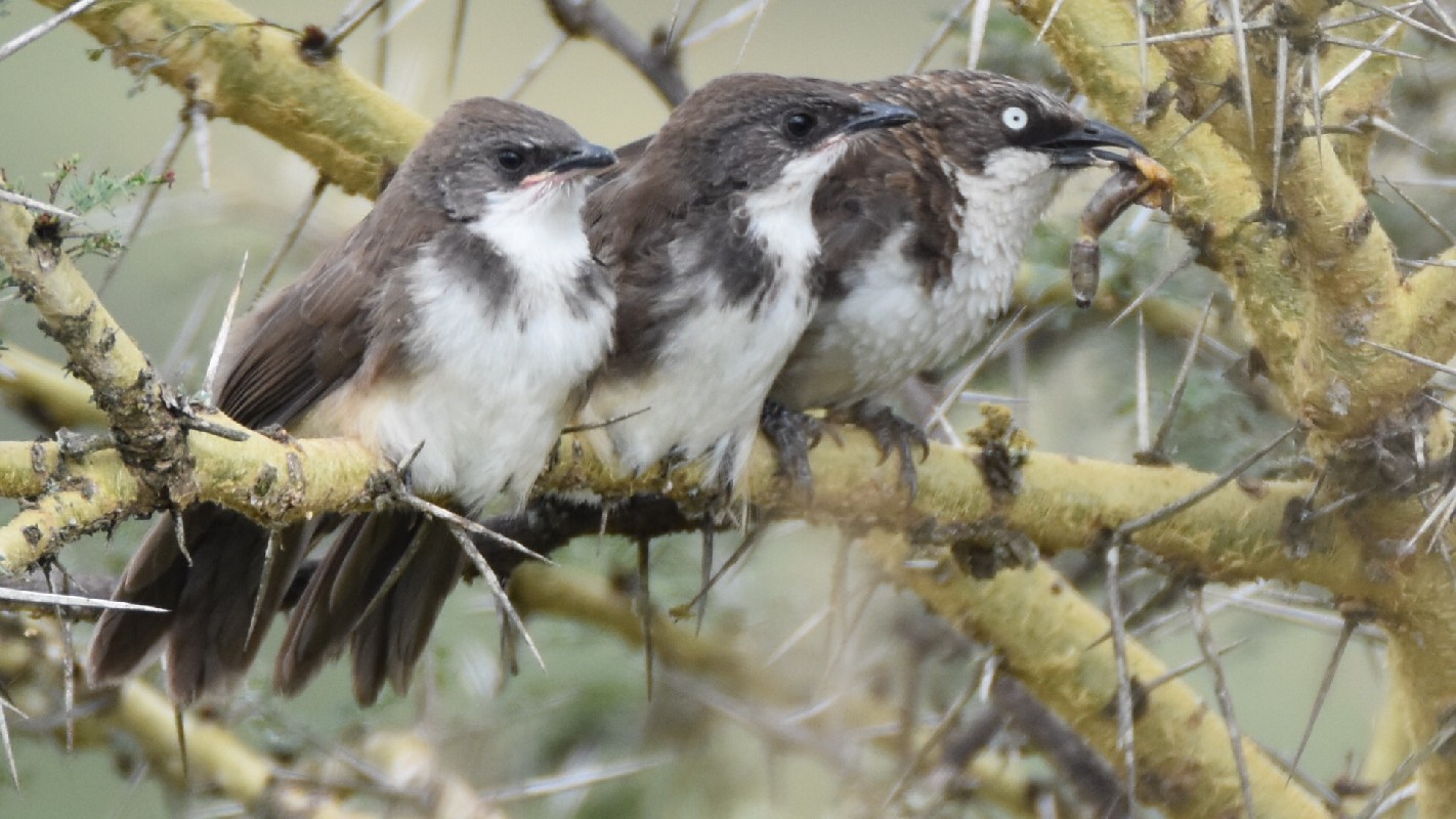 Adult feeding young Northern Pied Babblers