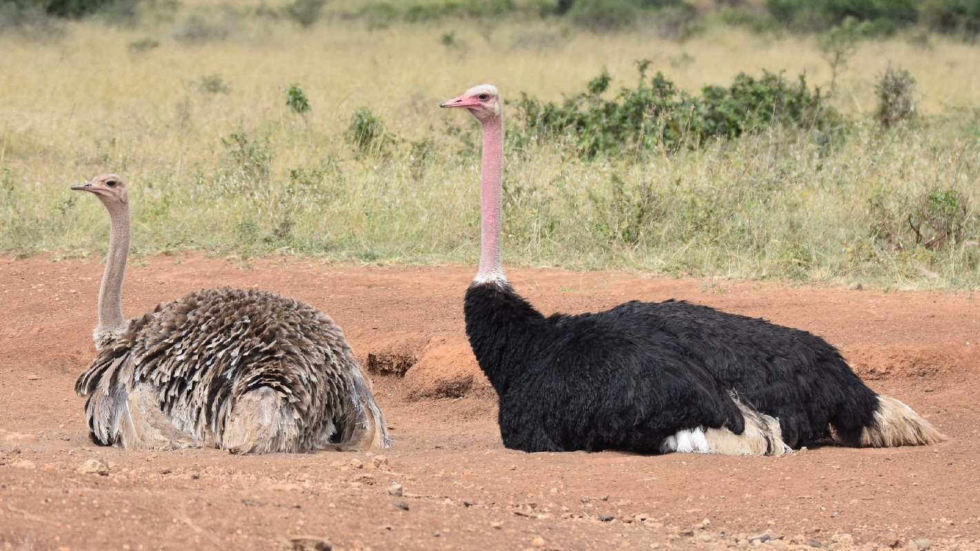 Pair of Common Ostriches dusting