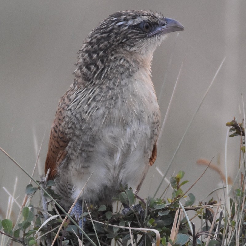 Immature White-browed Coucal (in shade)