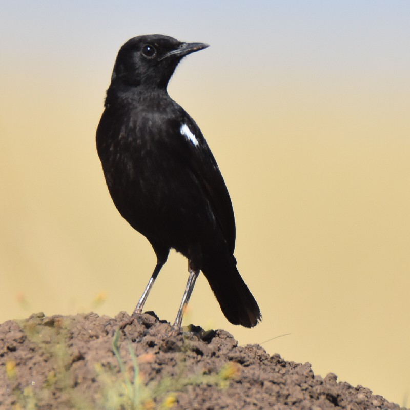 Sooty Chat (Male)