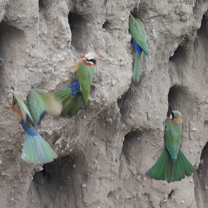 White-fronted Bee-eater colony