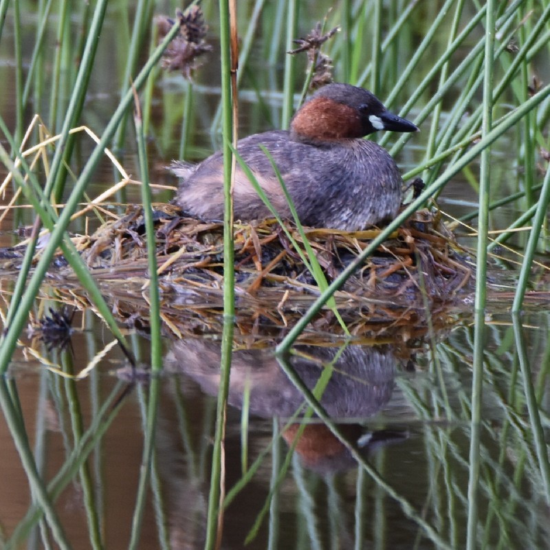 Little Grebe on nest