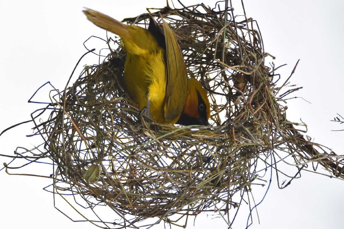 Spectacled Wever building nest