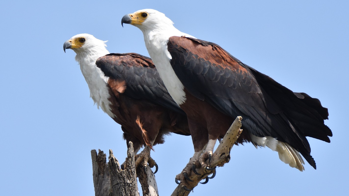 African Fish Eagles (adults)