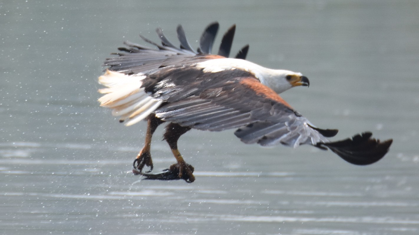 African Fish Eagle eating a fish