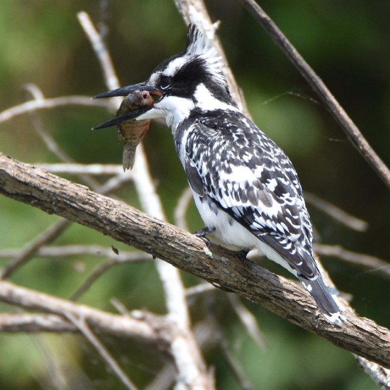 Pied Kingfisher eating a fish