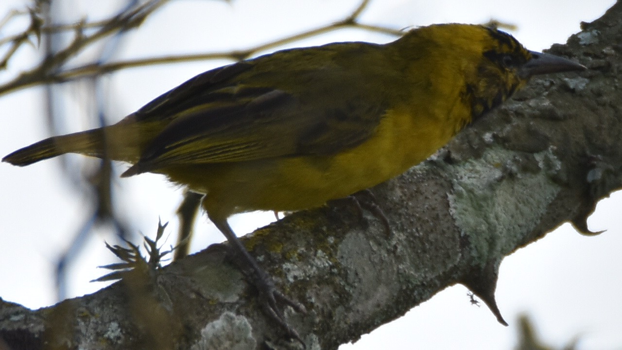 Slender-billed Weaver (male assuming breeding plumage)