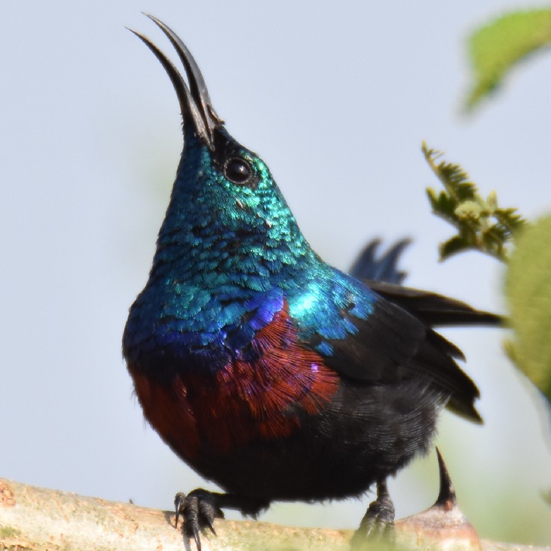Red-chested Sunbird singing