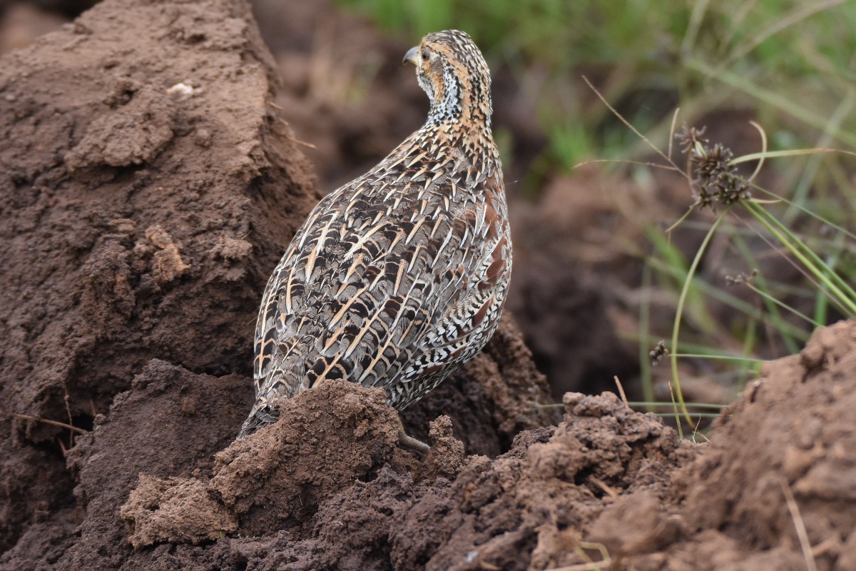Shelley's Francolin