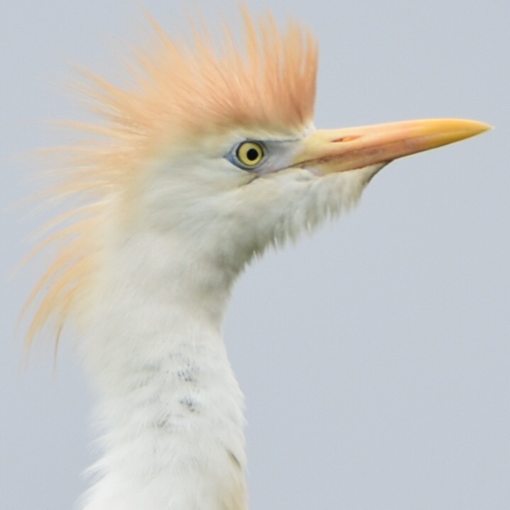 Héron garde-boeufs en plumage non-nuptial