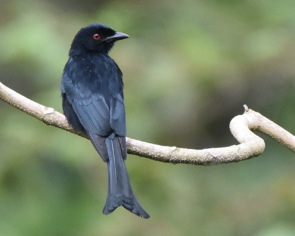 Velvet-mantled Drongo