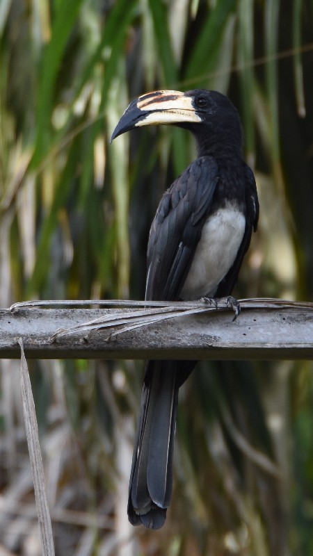 West African Pied Hornbill