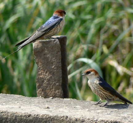 Greater Striped Swallow