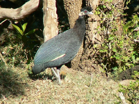 Southern Crested Guineafowl
