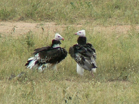 White-headed Vultures