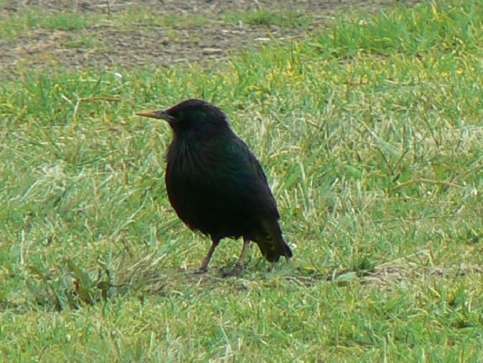 Common Starling 