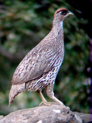 Djibouti Francolin